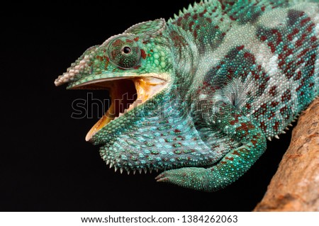 Close-up of an adult panther chameleon (Furcifer pardalis) from the island of Nosy Faly, Madagscar