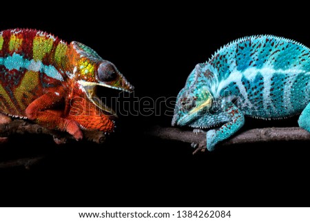 Two adult panther chameleons (Furcifer pardalis) - a blue one from the island of Nosy Faly and a red and yellow one from the area around Ambilobe, Madagscar. Both showing defensive behavior
