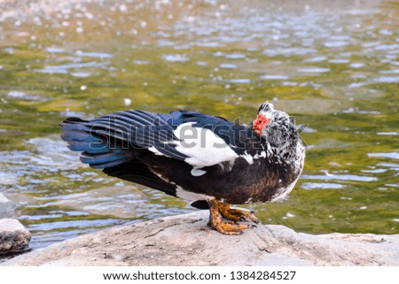 Photo picture of a Wild Animal Muskovy Duck