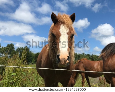 Picture of a horse taken on a farm in Ireland. Great focused picture of this beautiful animal.