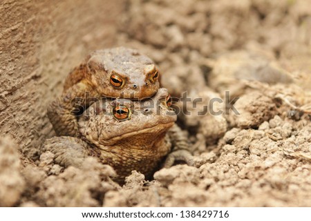 Toad the husband to his wife at the top come on the earth in the beginning of may in the spring.