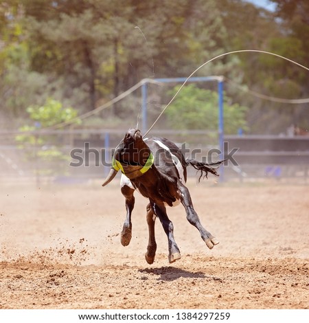 Animal being lassoed during sanctioned team calf roping competition at Australian country rodeo