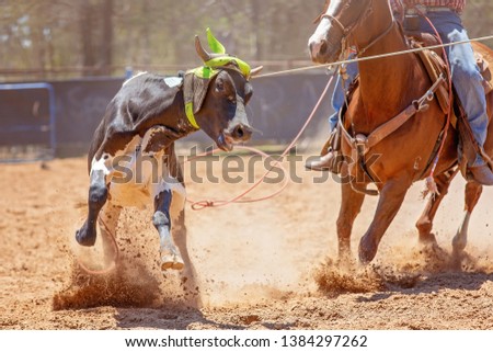 Animal being lassoed during sanctioned team calf roping competition at Australian country rodeo
