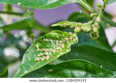 Aphid On The Green Plant. Harmful insect parasitizes a cultivated plant. 