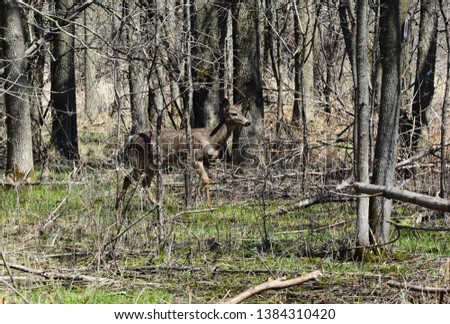 White Tail Deer walking through forest and across hiking trail.