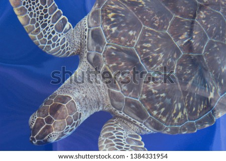 
turtle in the blue water_wallpaper