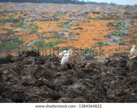 white stork. wild birds in borneo