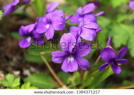 the purple color wild flower in spring Royalty-Free Stock Photo #1384371257