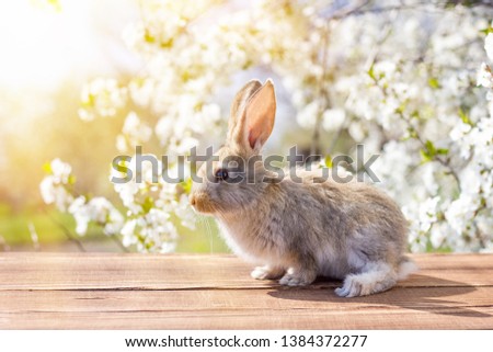 A little hare sits on a wooden table against the background of a blossoming tree. Spring Hare. Easter bunny