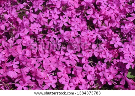 the beautiful flower in spring Royalty-Free Stock Photo #1384373783