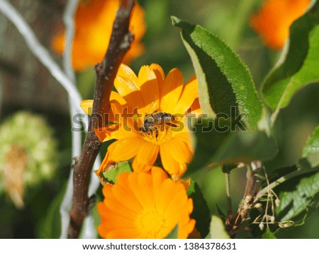 Apis mellifera on orange flower Calendula officinalis. Macro Photography, selective focus.