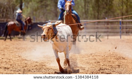 Animal being lassoed by cowboys in a team calf roping competition at an Australian country rodeo
