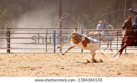 Animal being lassoed by cowboys in a team calf roping competition at an Australian country rodeo