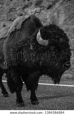 Buffalo walking down road in Yellowstone National Park.