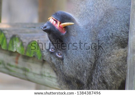 An olive baboon (African primate) in its pen at a zoo. 
