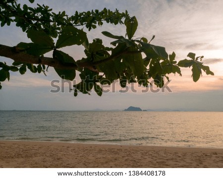 Tree branch near the beach at Loh Pa Red beach , Koh Yao island , Thailand