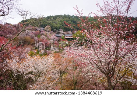 Yoshinoyama is a sacred site of "Yoshino/Omine"area and the most famous of as cherry trees mountain. UNESCO registered as  World Heritage List in 2004. The cherry blossoms are fully out at Yoshinoyama