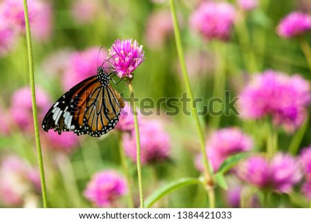 Butterfly on Amaranth flowers in the park
