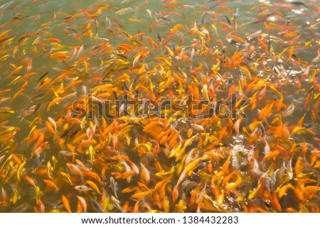 Fancy carp or Koi fish swimming in pond fish background