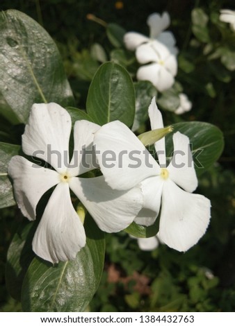 
two white flowers in the garden
