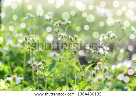 Abstract spring and summer background. Nature background.