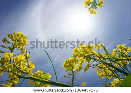 tall rape blossoms in blue sky