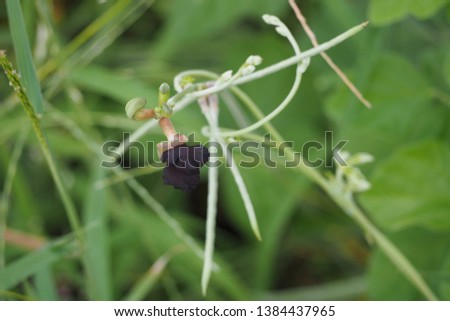 Black flower with natural green background, Thailand