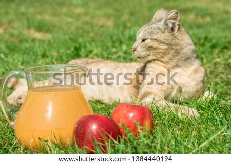 natural freshly squeezed apple juice in a decanter, apples are lying next to it, in the background a contented cat Royalty-Free Stock Photo #1384440194