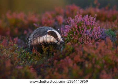 European badger in the forest in the wild,Meles meles,