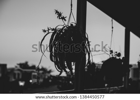 A plant hanging on a patio, black and white