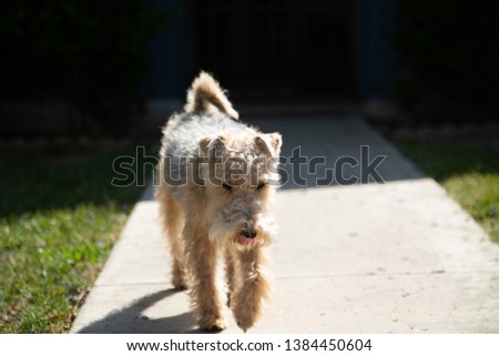 Lakeland Terrier Poses for a Picture