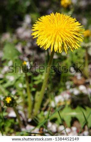 dandelion yellow flowers in fields