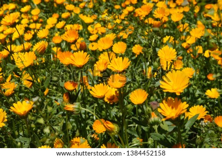 dandelion yellow flowers in fields