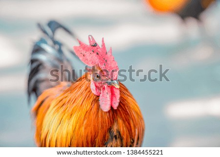 Close-up view of the chicken face, blurred movements from food searching, live in groups and some species can be used as food
