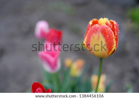 drops of rain on the tulip