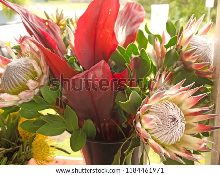 Bouquet of big pink Hawaiian king protea flowers