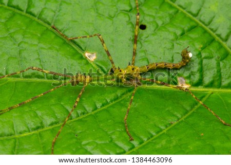 Nature wildlife scene of stick insect on green leaves-Nature concept