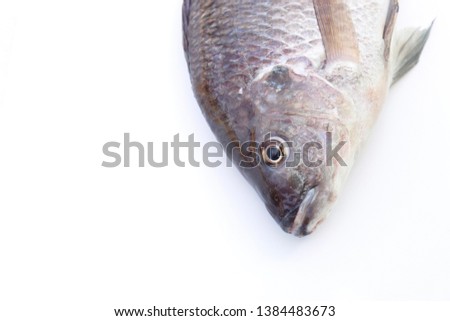 Tilapia fish on white background in raw photograph for create editing design. raw food animal concept 