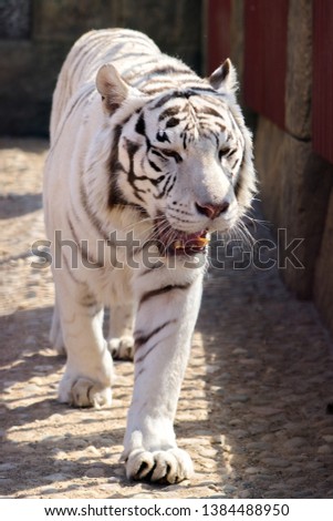 white big bengal tiger walk