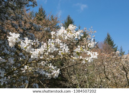 Spring Flowering White Flowers on a Northern Japanese Magnolia Tree (Magnolia kobus) Growing in a Woodland Garden in Rural Devon, England, UK