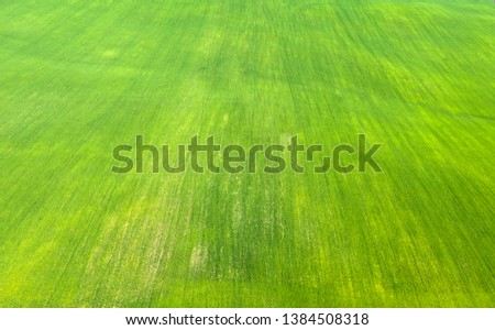 Pastoral green field in Tuscany - spring field texture