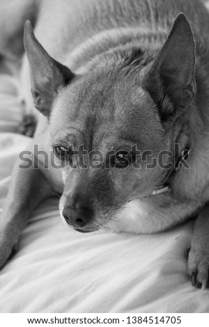 Black and white portrait of Chihuahua-Terrier mix laying on an outdoor couch. 