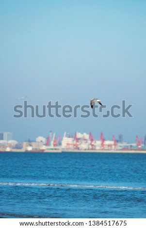 Seagull Background Flying by the Sea.