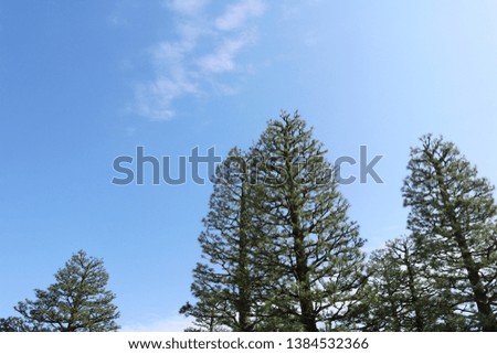 Pine Trees with Blue Sky