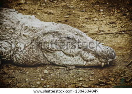 A crocodile in rest mode. The picture was taken in a zoological park