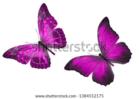 purple butterflies. isolated on white background. tropical moths. template for design