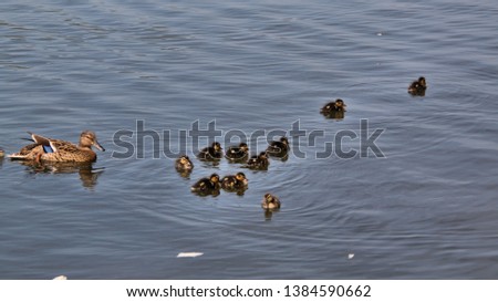 A picture of a female Mallard with her ducklings