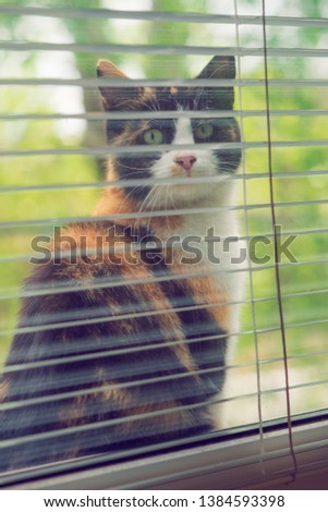 Funny tricolor cat sitting on the windowsill and look out the window. View from the window with blinds