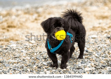 Black Pekingese dog with a yellow ball in the mouth at the beach