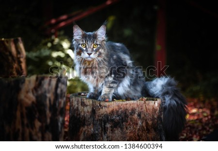 Blue tabby Maincoon cat chilling and sitting in  green garden. Yellow eyes cat outdoor in daytime lighting sitting on wooden log. Healthy gray kitten in forest.